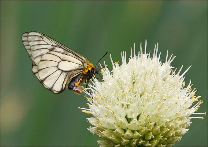 ☆ 交尾嚢をつけて ☆_f0181173_17482333.jpg