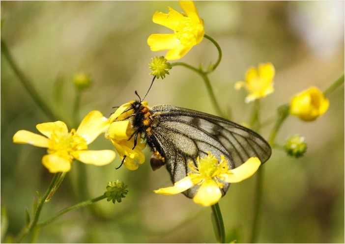 ☆ 交尾嚢をつけて ☆_f0181173_17483589.jpg