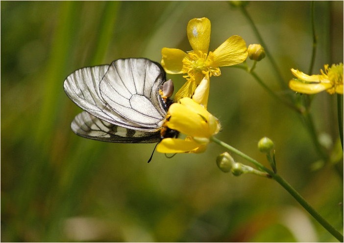 ☆ 交尾嚢をつけて ☆_f0181173_17484566.jpg