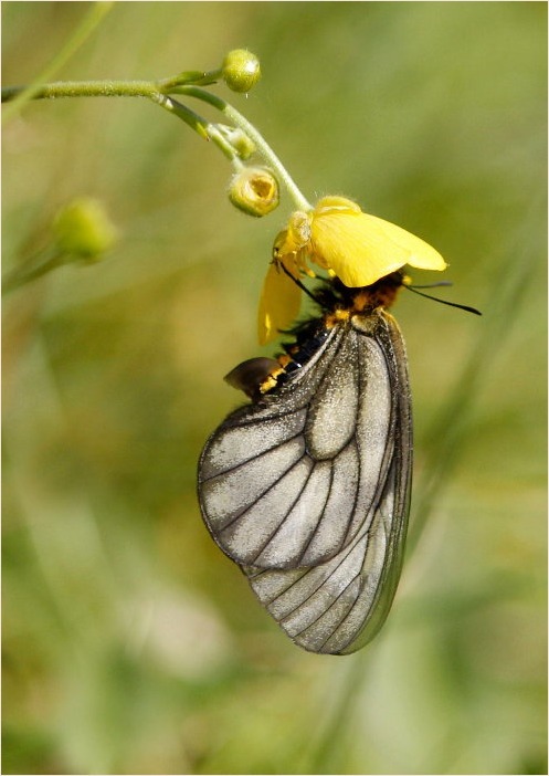 ☆ 交尾嚢をつけて ☆_f0181173_17490086.jpg