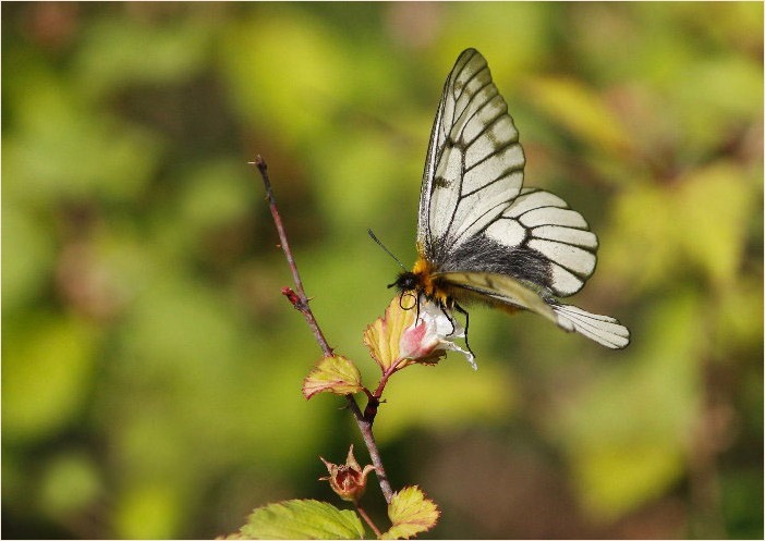 ☆ 交尾嚢をつけて ☆_f0181173_17521786.jpg