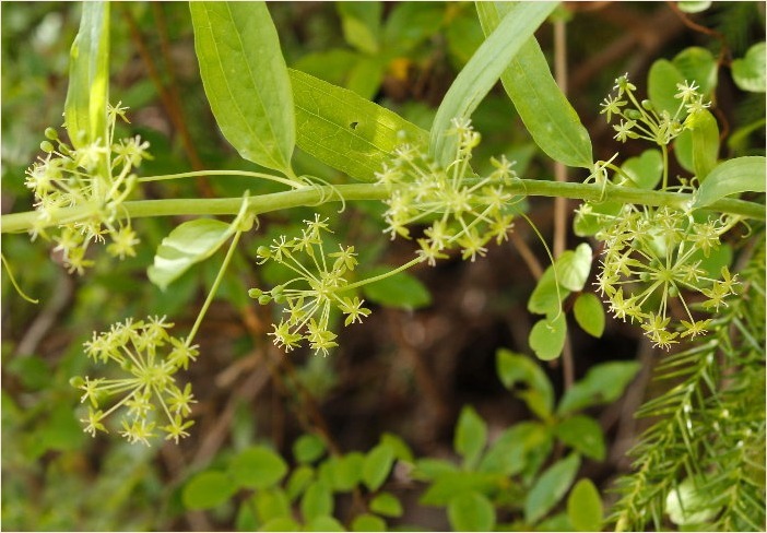 ☆ 交尾嚢をつけて ☆_f0181173_17543512.jpg