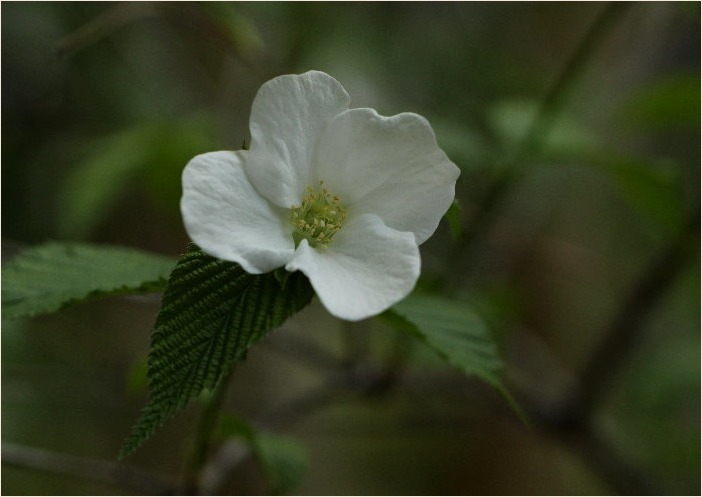 ☆ 交尾嚢をつけて ☆_f0181173_17551355.jpg