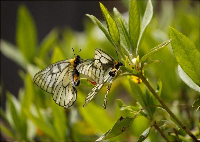 ☆ 交尾嚢をつけて ☆_f0181173_17562006.jpg