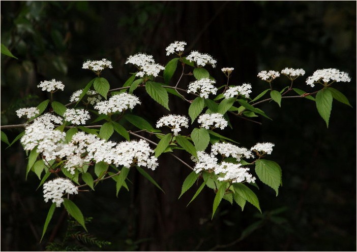 ☆ 交尾嚢をつけて ☆_f0181173_17571300.jpg