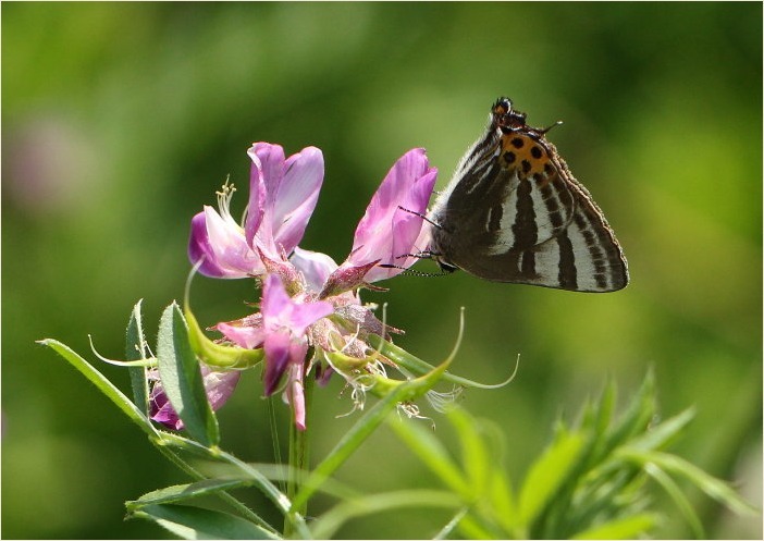 ☆ レンゲにトラフシジミ ☆_f0181173_23490811.jpg