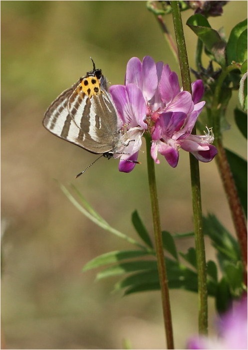 ☆ レンゲにトラフシジミ ☆_f0181173_23492992.jpg