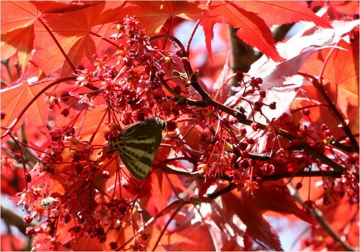 ☆ レンゲにトラフシジミ ☆_f0181173_23535268.jpg