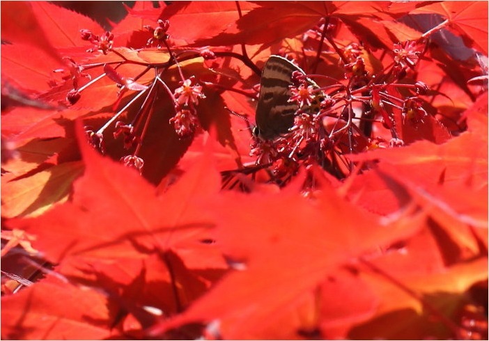 ☆ レンゲにトラフシジミ ☆_f0181173_23560958.jpg