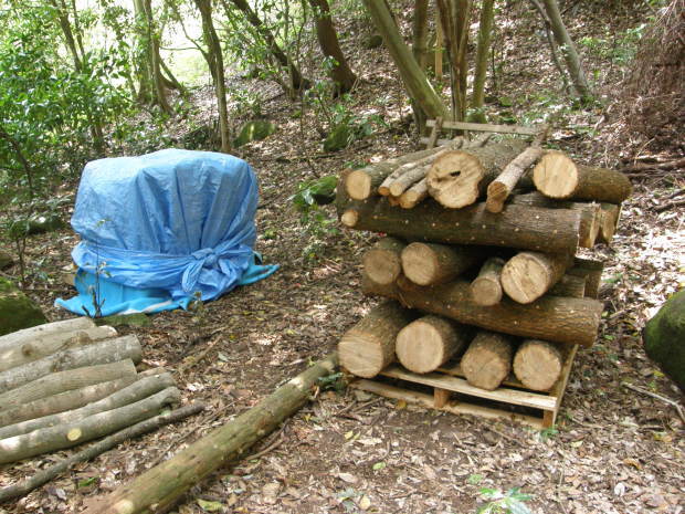 二夏 (ふたなつ)_e0017396_23293880.jpg