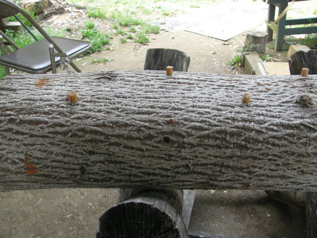 二夏 (ふたなつ)_e0017396_01135754.jpg