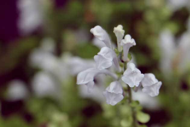 白花立浪草 _c0080352_16191828.jpg