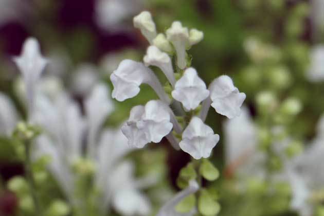 白花立浪草 _c0080352_16192710.jpg