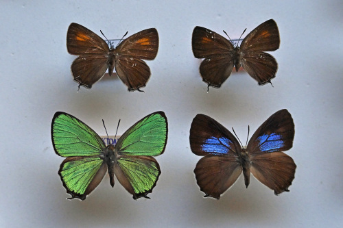 ベニモンカラスシジミ 飼育の楽しみ_d0353091_12532577.jpg