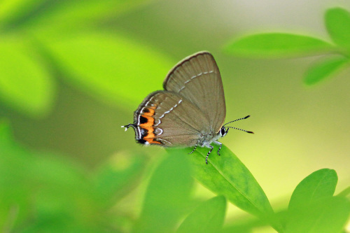 ベニモンカラスシジミ 飼育の楽しみ_d0353091_12551893.jpg