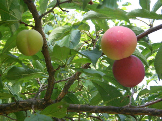 6月は 収穫のとき _e0017396_22124291.jpg