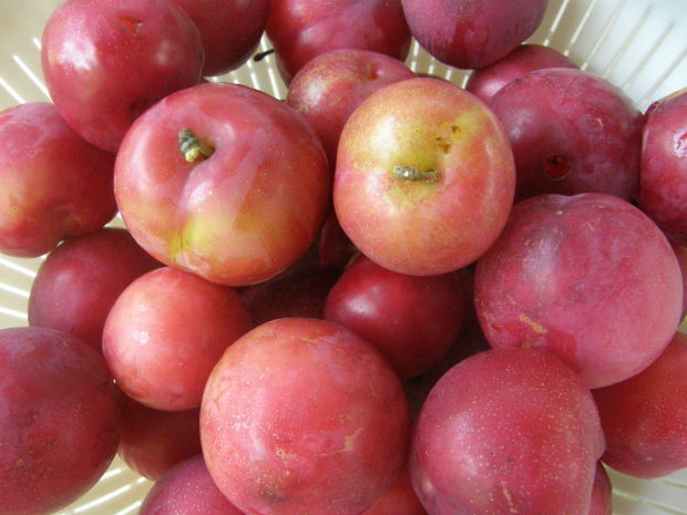 6月は 収穫のとき _e0017396_22155460.jpg