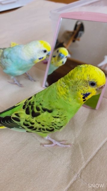 今日のインコたち_b0371149_16451004.jpeg