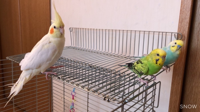 今日のインコたち_b0371149_18591686.jpeg