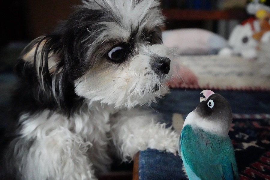 B.B & Chipo* ワンコとインコの知恵比べ??_c0145250_14461947.jpg