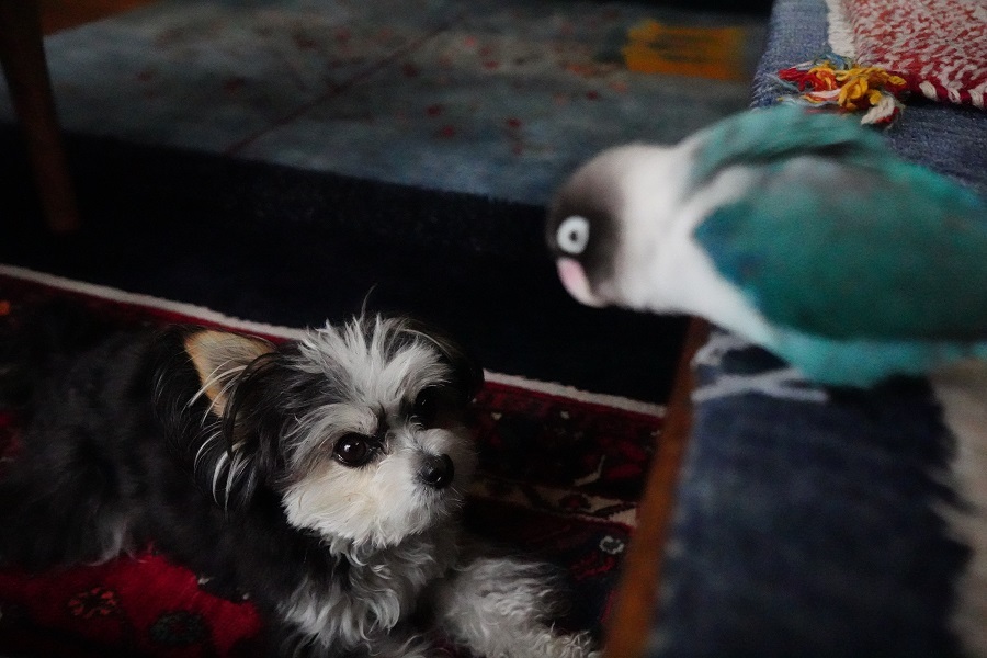 B.B & Chipo* ワンコとインコの知恵比べ??_c0145250_14462873.jpg