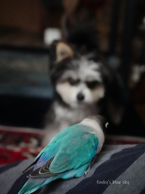 B.B & Chipo* ワンコとインコの知恵比べ??_c0145250_14465521.jpg