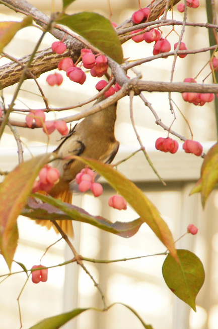 多分、去年とおなじジョビ子ちゃん♪(with マユミの実)_c0139591_22325669.jpg