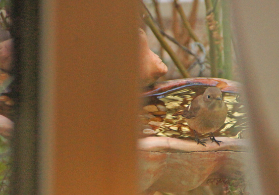 多分、去年とおなじジョビ子ちゃん♪(with マユミの実)_c0139591_22325690.jpg