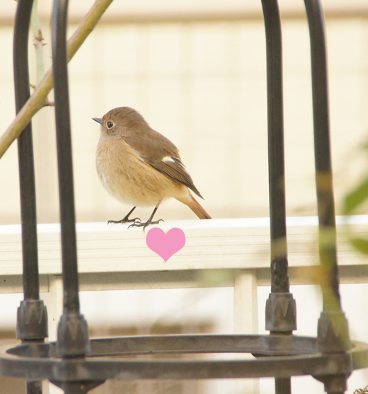 多分、去年とおなじジョビ子ちゃん♪(with マユミの実)_c0139591_22325697.jpg