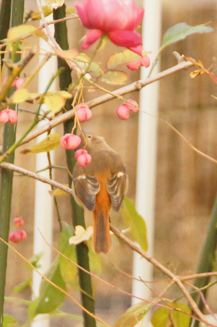 多分、去年とおなじジョビ子ちゃん♪(with マユミの実)_c0139591_11064891.jpg
