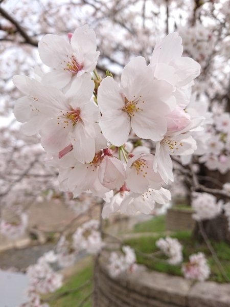 桜満開_a0122205_14233330.jpg