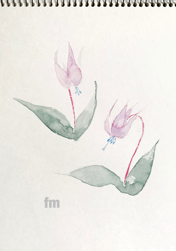 Spring ephemeral_b0405391_11594467.jpeg