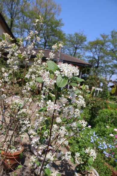 今日の庭 セイヨウカマツカ_e0206820_12054627.jpg