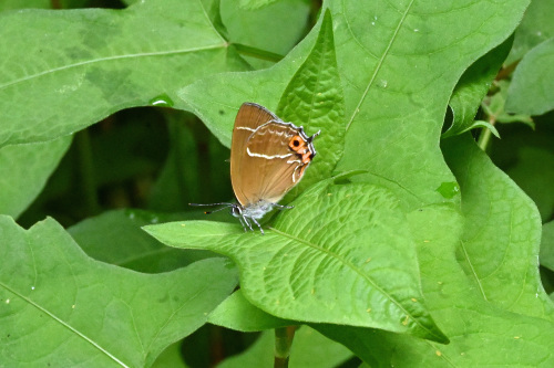 ミドリシジミ 虎の子の1頭 _d0353091_13370020.jpg