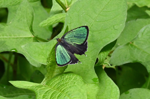 ミドリシジミ 虎の子の1頭 _d0353091_13390228.jpg