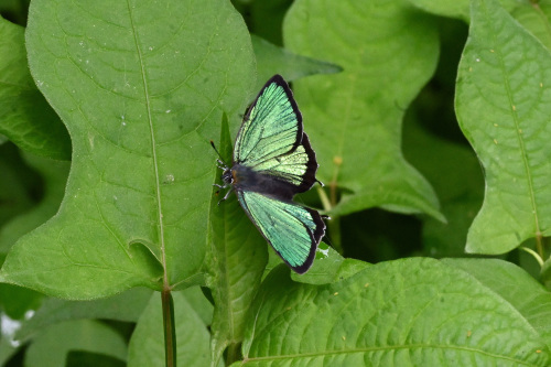 ミドリシジミ 虎の子の1頭 _d0353091_13393892.jpg