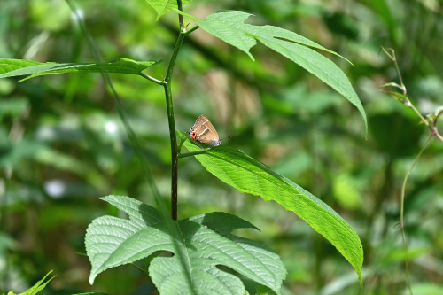 ミドリシジミ 虎の子の1頭 _d0353091_13433056.jpg