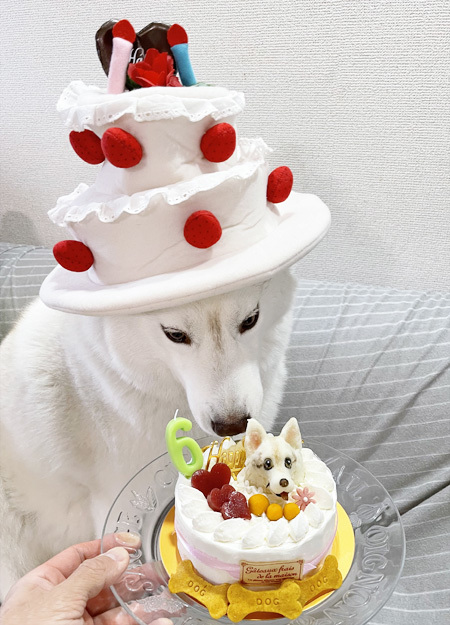 ♪ シマー 6th Birthday ♪_c0161772_01260206.jpg