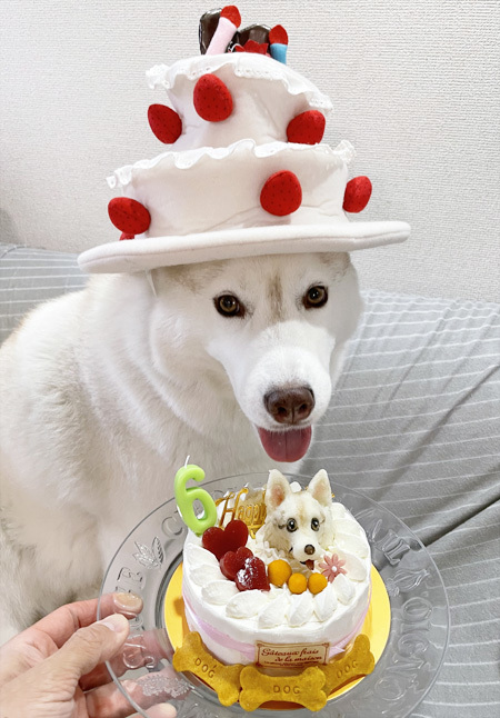 ♪ シマー 6th Birthday ♪_c0161772_01260277.jpg