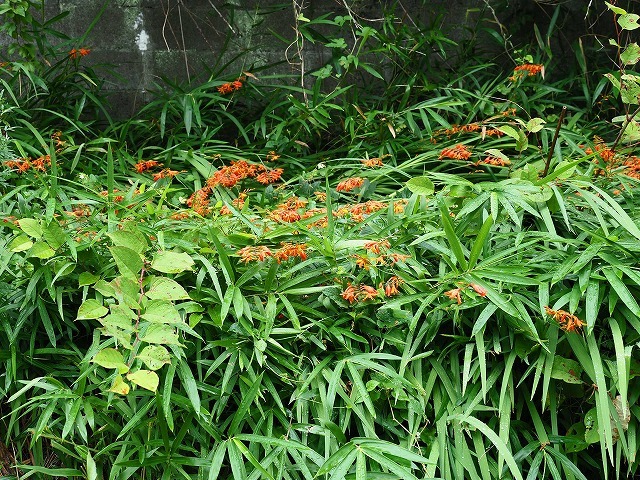 風の道・3/3 (7月3日)_a0242438_19402823.jpg