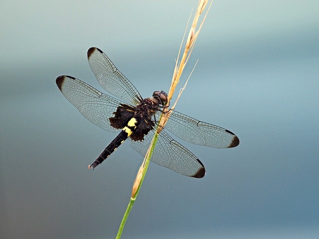 風の道・3/3 (7月3日)_a0242438_19402824.jpg