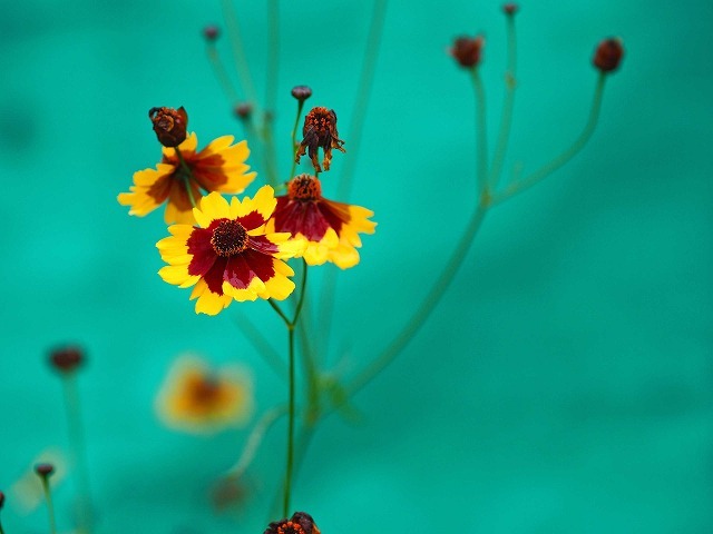 風の道・3/3 (7月3日)_a0242438_19404419.jpg