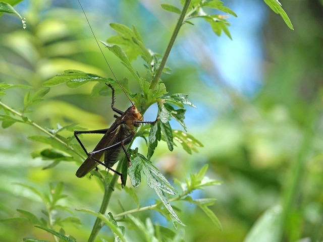 風の道・3/3 (7月3日)_a0242438_19404494.jpg