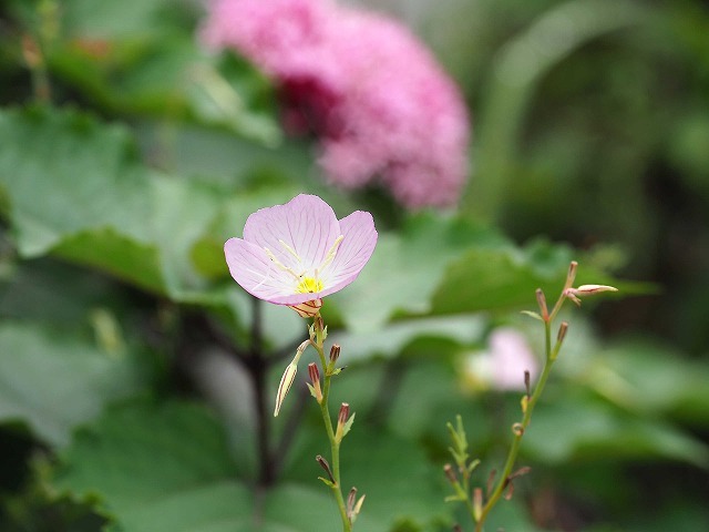 風の道・3/3 (7月3日)_a0242438_19404495.jpg