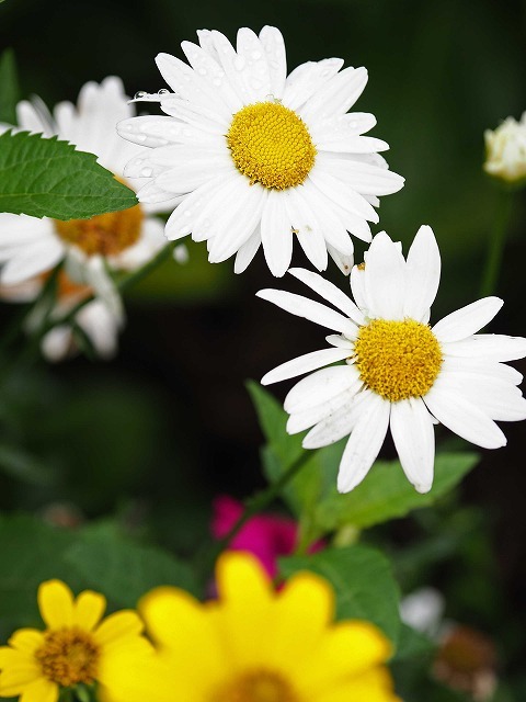 風の道・3/3 (7月3日)_a0242438_19405554.jpg