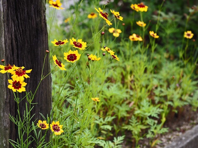 風の道・3/3 (7月3日)_a0242438_19405662.jpg