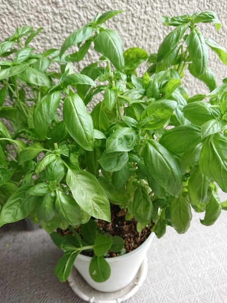 Circle within Circle のトートバッグ 2_a0122205_13445747.jpg