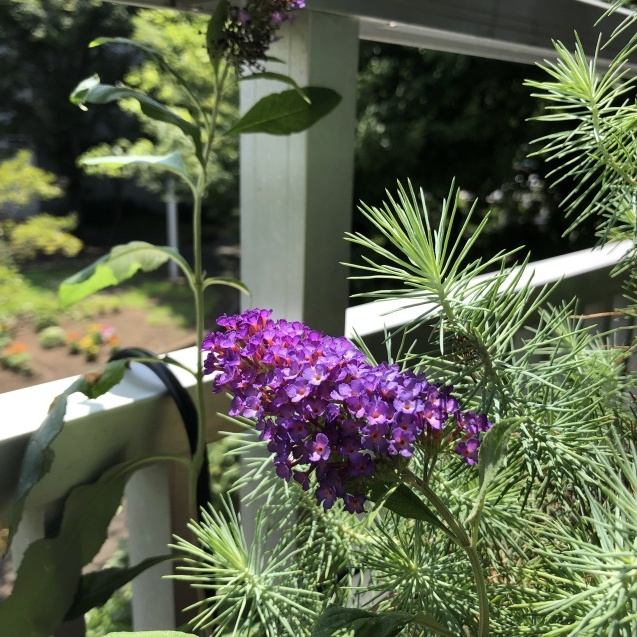 コオニユリ ヘリオトロープ_e0407040_23370766.jpg