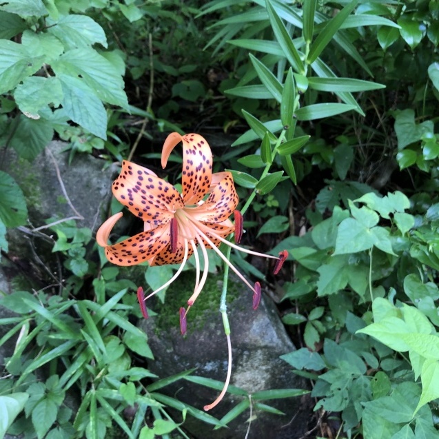 コオニユリ ヘリオトロープ_e0407040_23371104.jpg