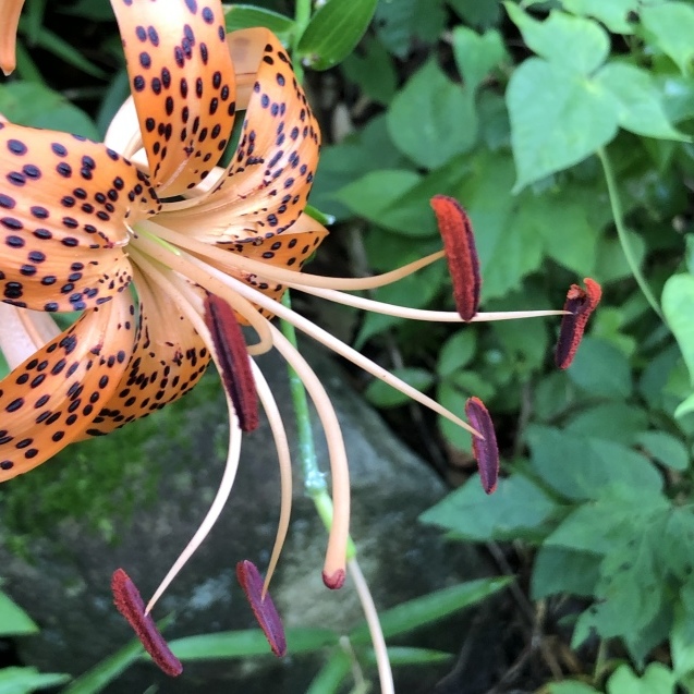 コオニユリ ヘリオトロープ_e0407040_23371558.jpg